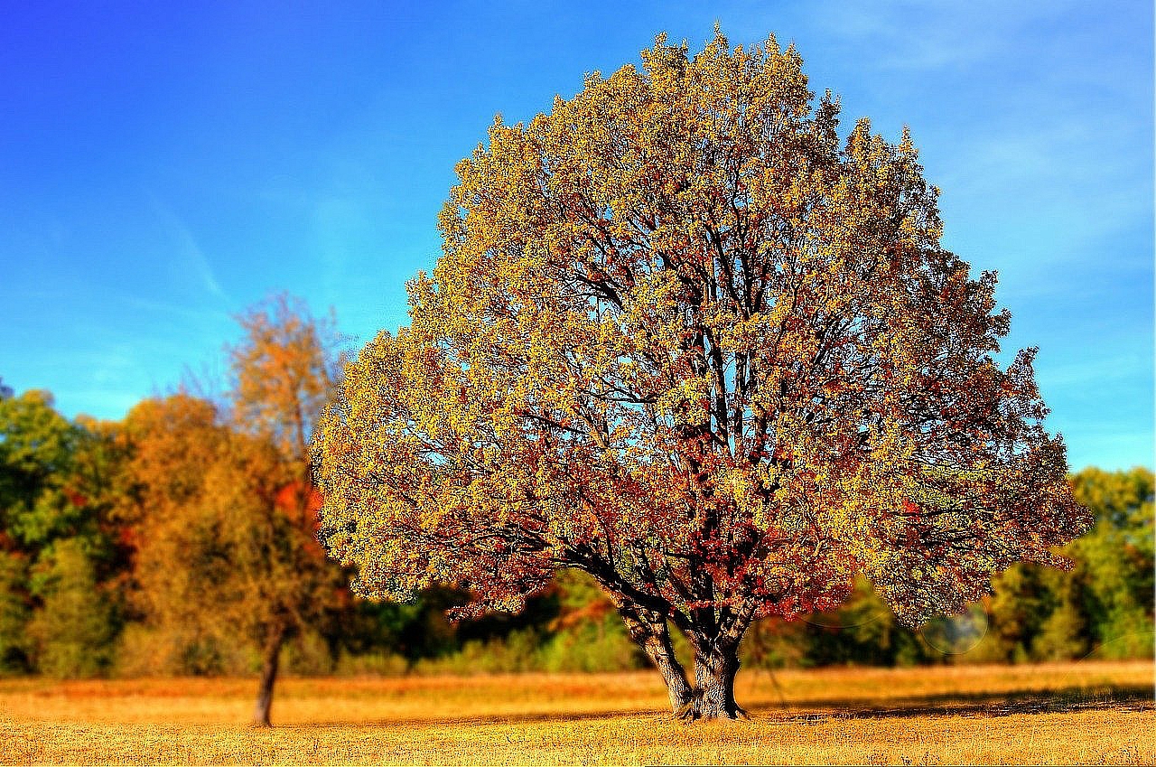 Pozorujte jak se stromy mění na podzim