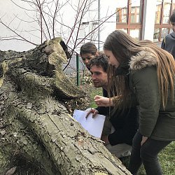 Starý kmen rájem pro brouky. Přerov nad Labem