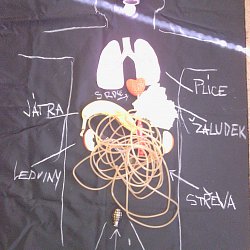 vnitřní orgány