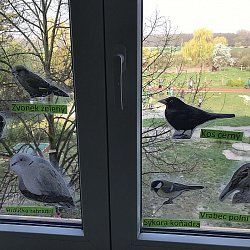 Pomůcka, jak poznat ptáčky na krmítku za oknem